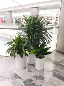 宁波余姚植物租赁